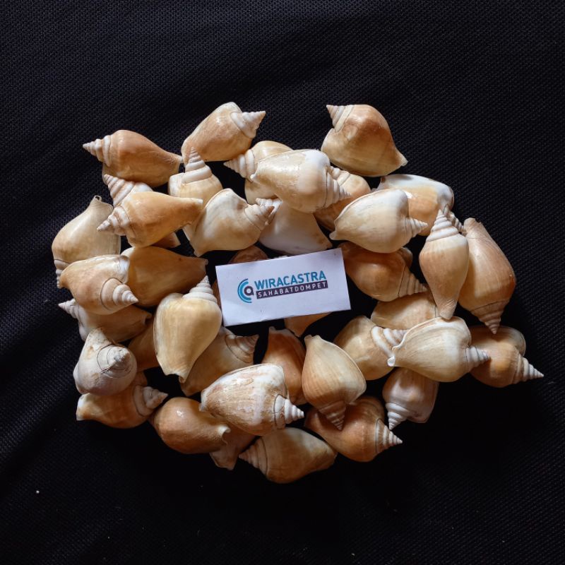 Jual Cangkang Kerang / Keong Laut / Bentuk Terompet | Shopee Indonesia