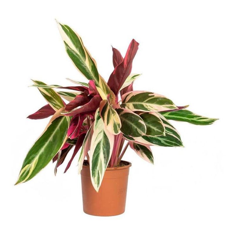 Jual PROMO Tanaman hias calathea Meranti bali / kalatea tri color ...