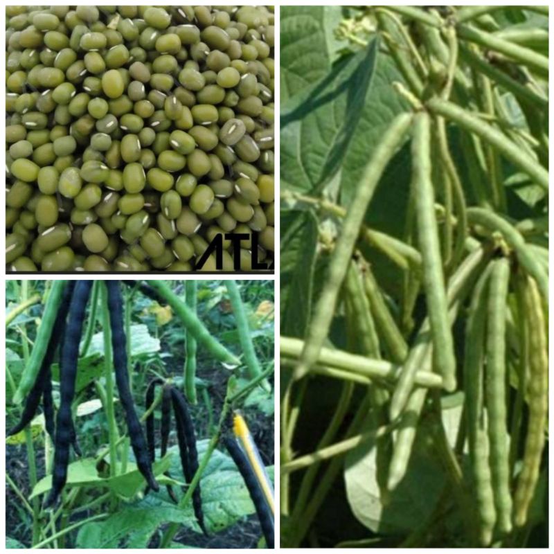 Jual Kg Benih Bibit Kacang Hijau Super Unggul Varietas Jumbo Tanaman Kebun Shopee Indonesia