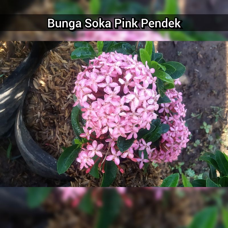 Jual Tanaman Hias Bunga Asoka Pink - Bunga Soka Pink | Shopee Indonesia