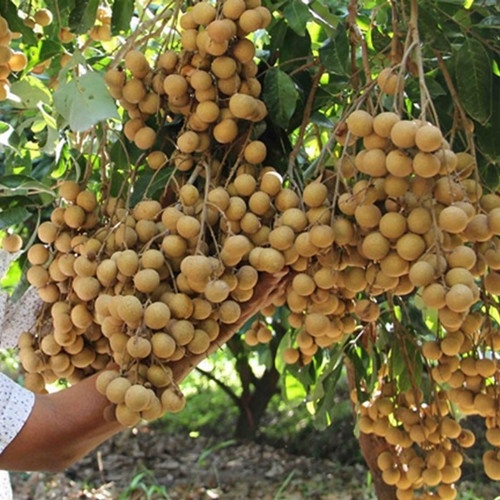Bibit kelengkeng new kristal hasil okulai cepat berbuah