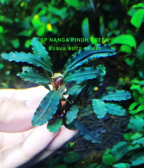 Bucephalandra sp. 