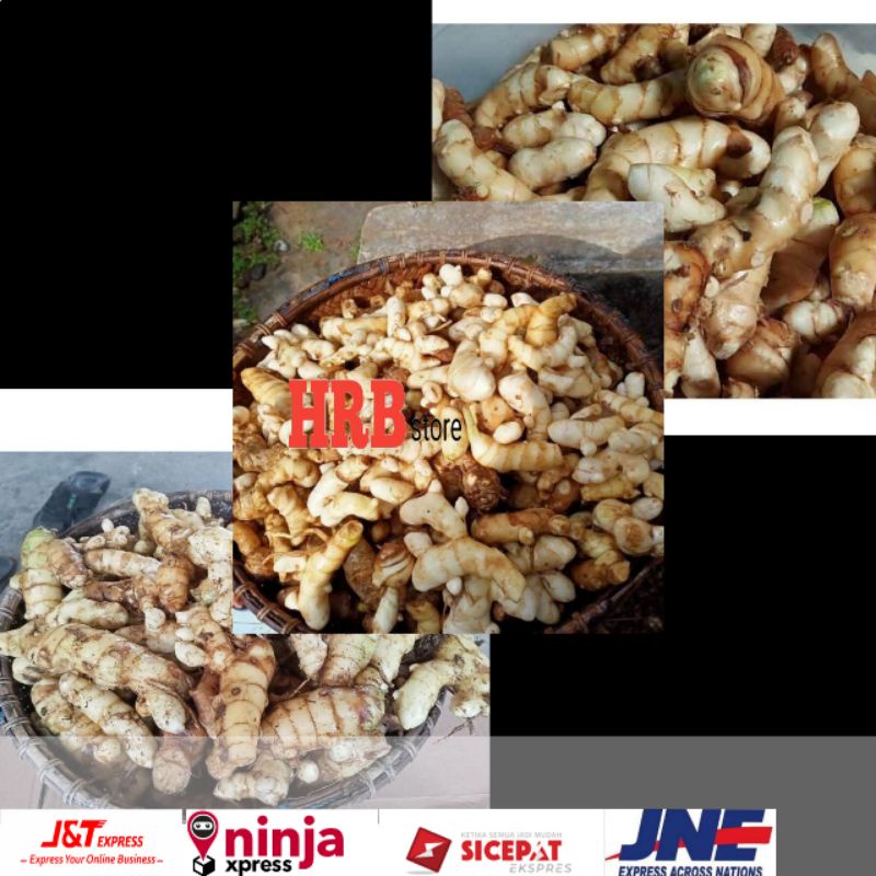 Jual Kunyit Putih Segar 1kg Temu Putih Curcuma Zedoaria Shopee Indonesia 0352