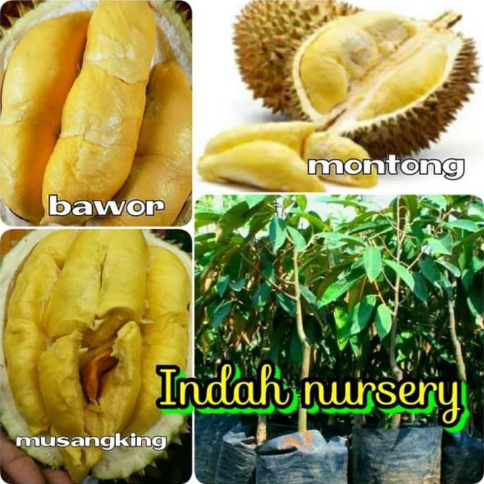 Jual Promo 3 Bibit Buah Durian Bawor Durian Musangking Durian Montong