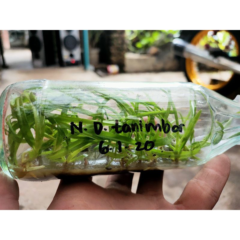 Jual CO Botolan Dendrobium Spesies | Shopee Indonesia