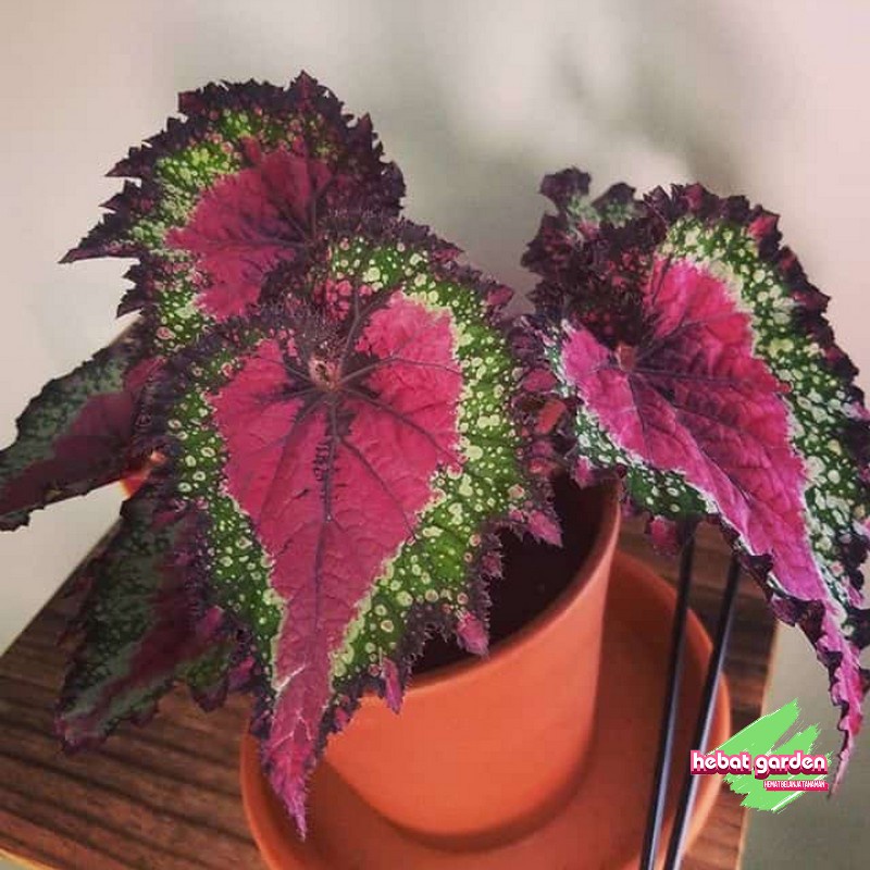 Jual Begonia Pelangi Merah - Begonia Rex Raspberry Torte | Shopee Indonesia