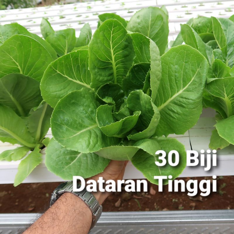 Jual Benih Selada Green Romaine Eceran Shopee Indonesia