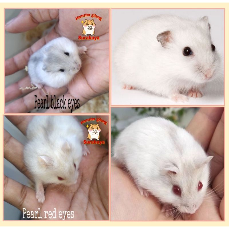 Hamster store ww pearl