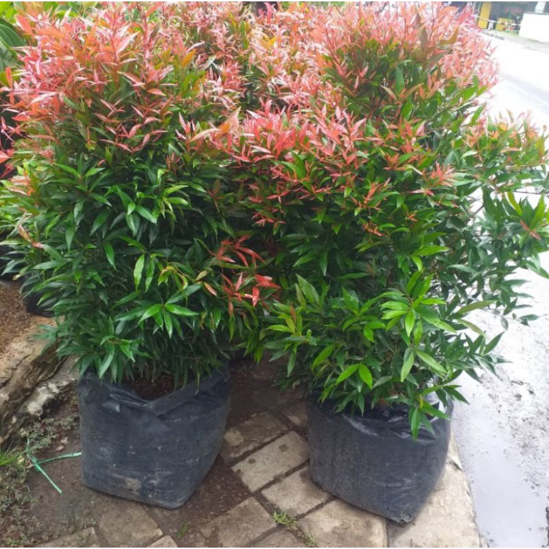 Jual tanaman pucuk merah rimbun 55 cm | Shopee Indonesia