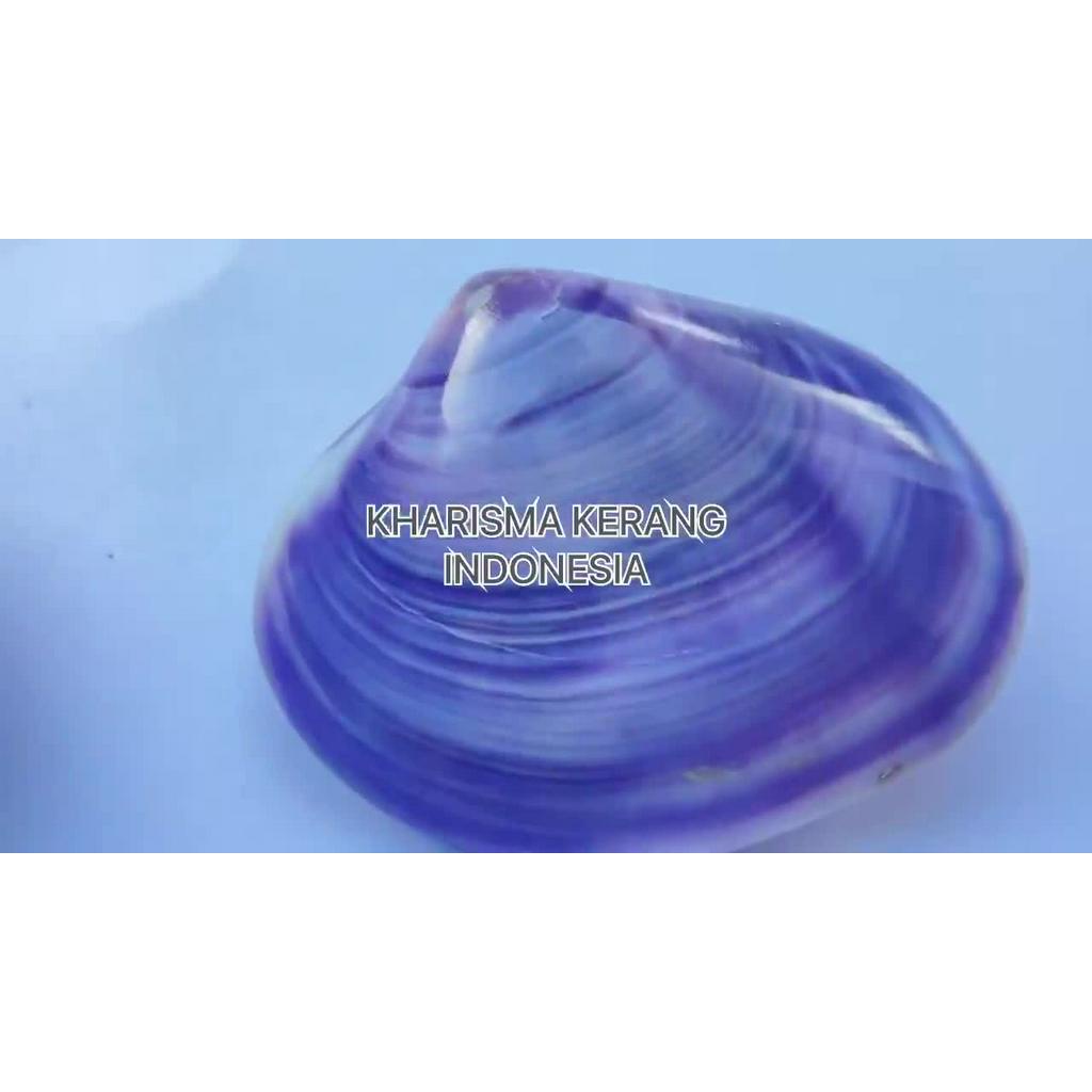 Jual PURPLE CLAM SHELL MEDIUM KERANG UNGU POLISHED PURPLE CLAM SHELL ...