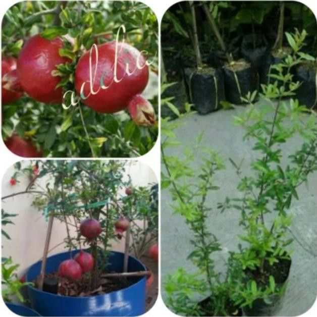 Jual Ins T Bibit Buah Delima Merah Shopee Indonesia