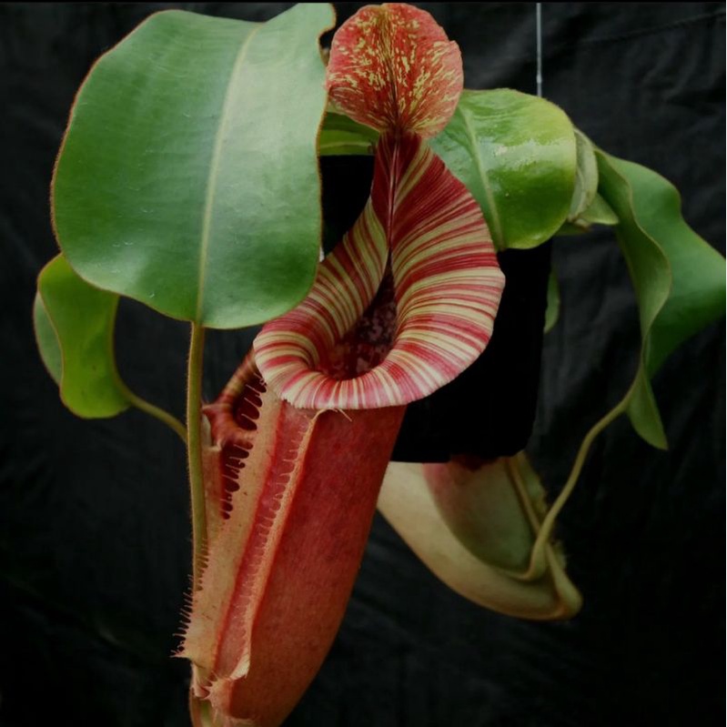 Jual nepenthes nano pink sp3 | Shopee Indonesia