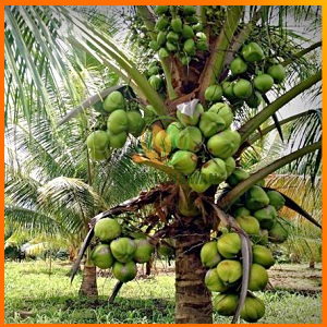 Jual Bibit Kelapa Genjah Entok Hijau Tahun Sudah Berbuah Shopee