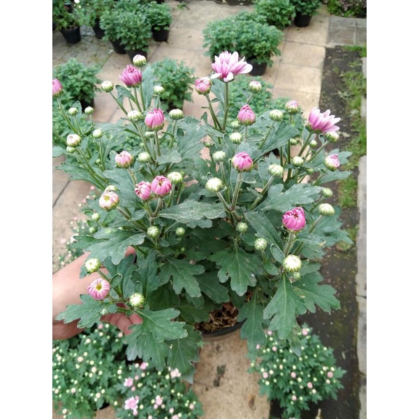 Jual aster pink rimbun / bunga krisan super rimbun | Shopee Indonesia