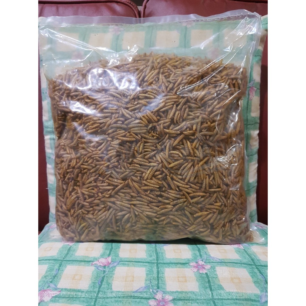 Jual GOMAGO Dried Maggot Kering BSF Kualitas Premium Grade A WHITE - 100gr  - Kab. Tangerang - Gomagoid