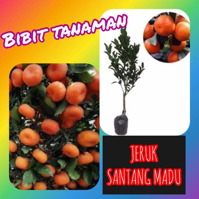 Jual Bibit Jeruk Santang Madu 1 Kilo Muat 4 Bibit Shopee Indonesia