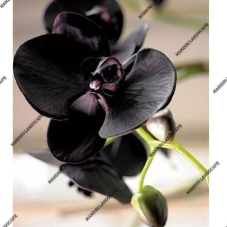 Jual Seedling Anggrek Dendrobium Black Cymbidium Faberi (KODE H5407 ...