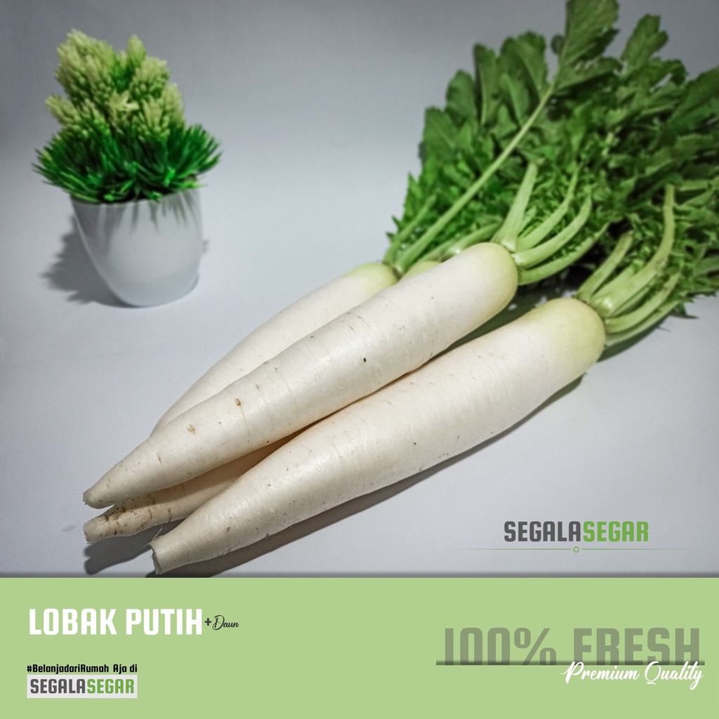 Jual Lobak Putih Segar Berkualitas White Daikon Dengan Daun Radish