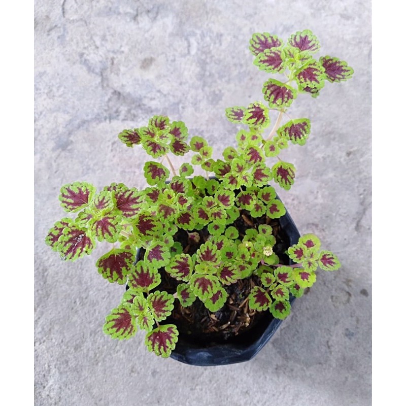 Jual Tanaman hias miana mini-tanaman hidup (Tanaman Hidup-Bunga Hidup ...