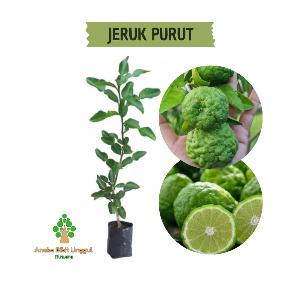 Jual BIBIT JERUK PURUT - BIBIT JERUK PURUT ASLI - BIBIT JERUK PURUT