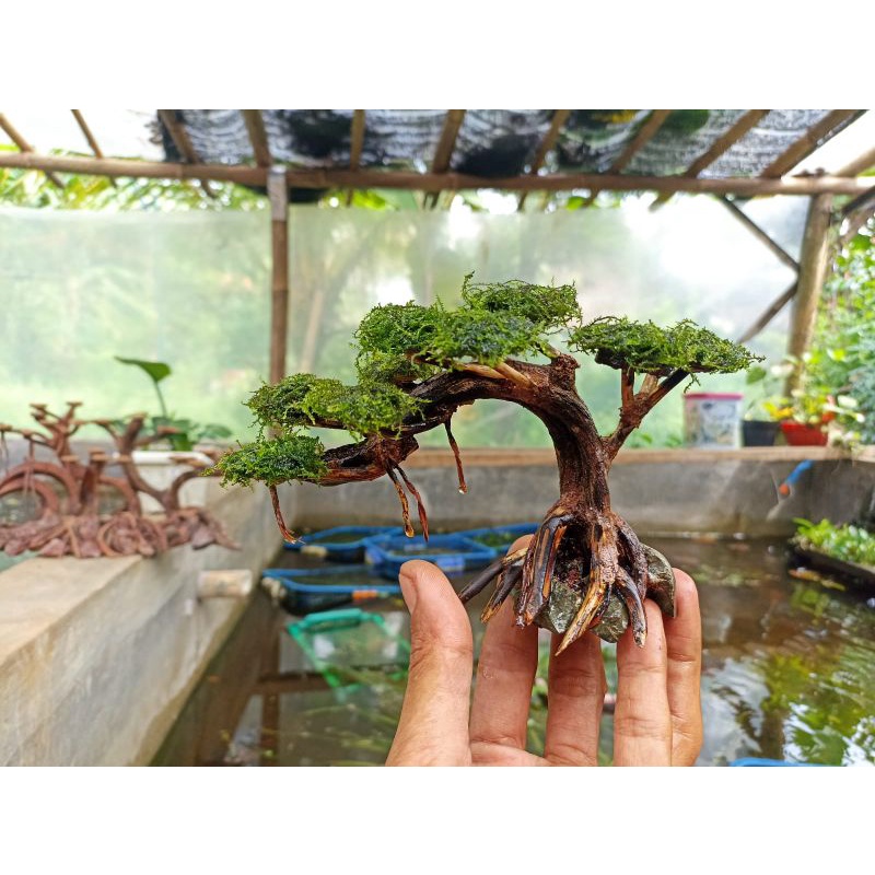 Jual BONSAI AQUASCAPE MURAH PLUS MOSS Shopee Indonesia