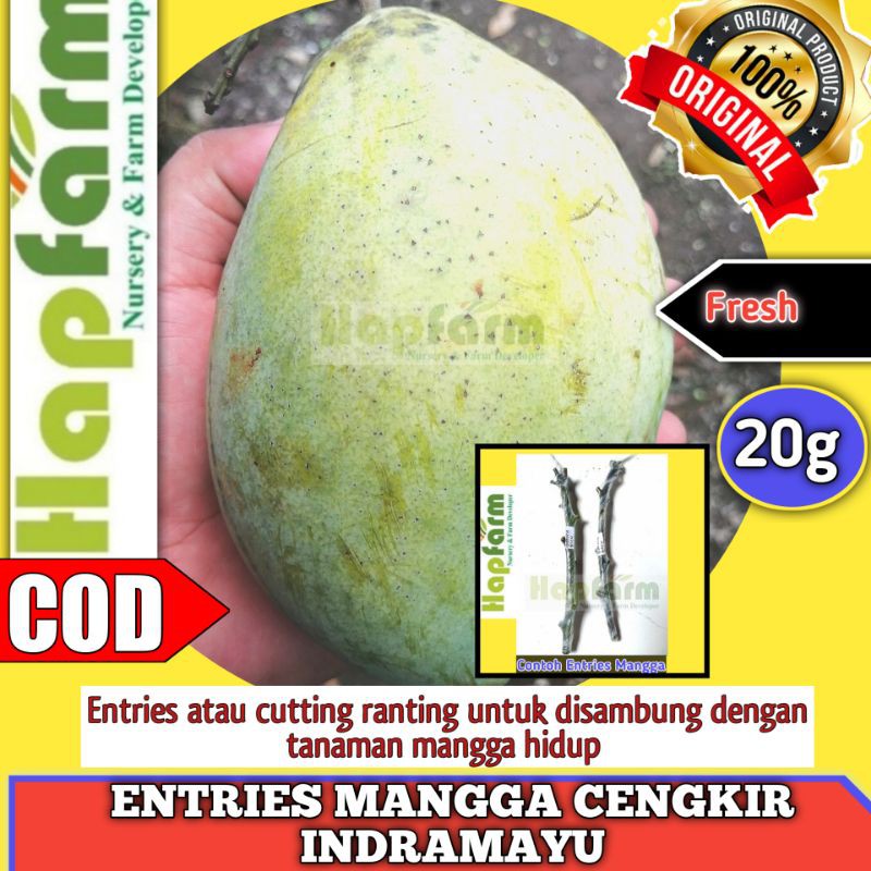 Jual ENTRES MANGGA CENGKIR INDRAMAYU | Shopee Indonesia
