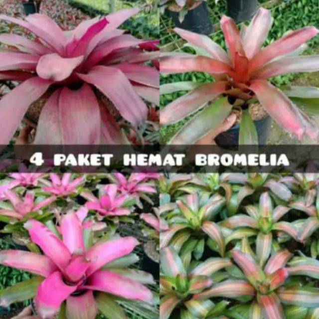 Jual Paket 4 Tanaman Hias Bromelia Bibit Tanaman Hias Pohon Bromelia Hidup Tanaman Indor Autdor