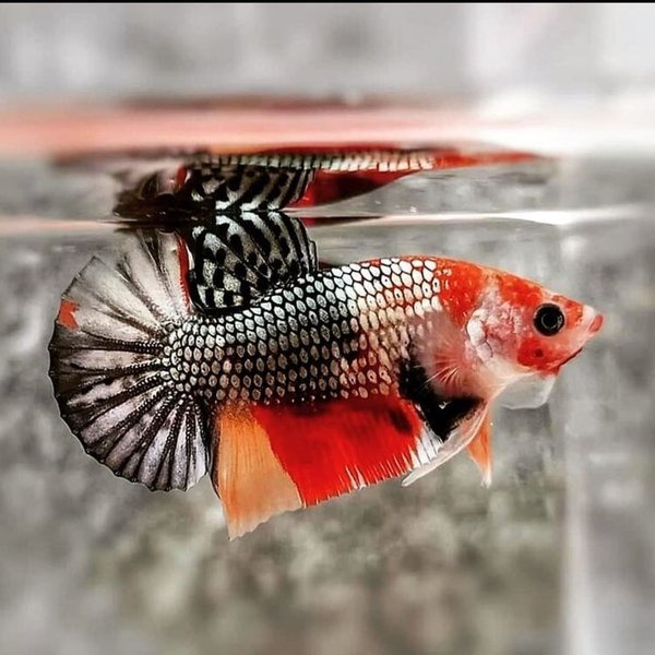 Jual NEMO COOPER REAL PICT BERKUALITAS BEST SELLER | Shopee Indonesia
