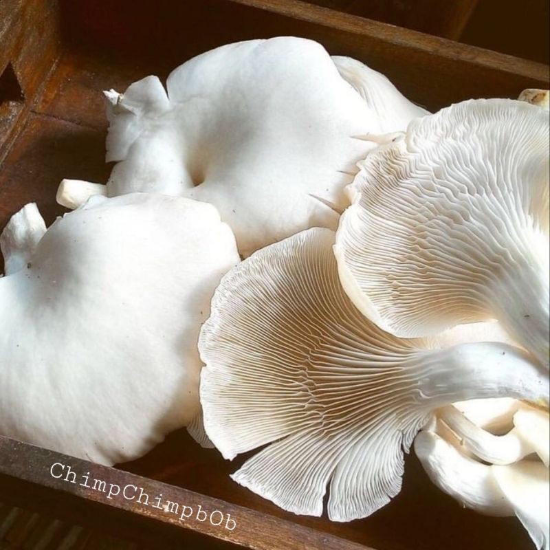JAMUR TIRAM / OYSTER MUSHROOM FRESH 500 GRAM / PACK