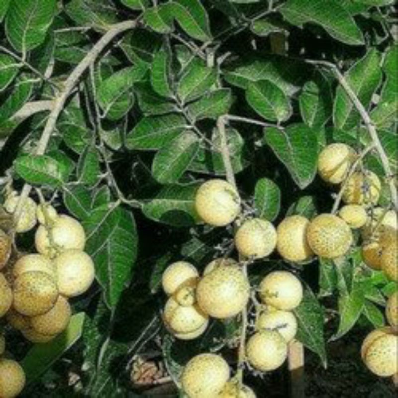 Jual bibit klengkeng matalada benih tanaman buah bisa untuk tabulampot ...