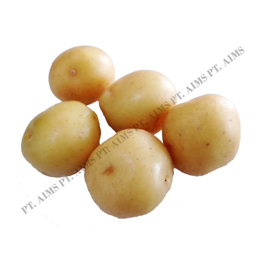 Jual Bibit Kentang Granola Kembang G0 Harga Untuk 100 Knol Shopee