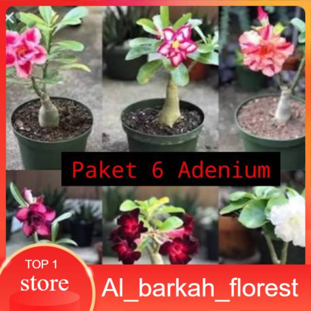 Jual Paket 6 Tanaman Hias Adenium Tanaman Kamboja Jepang Tanaman