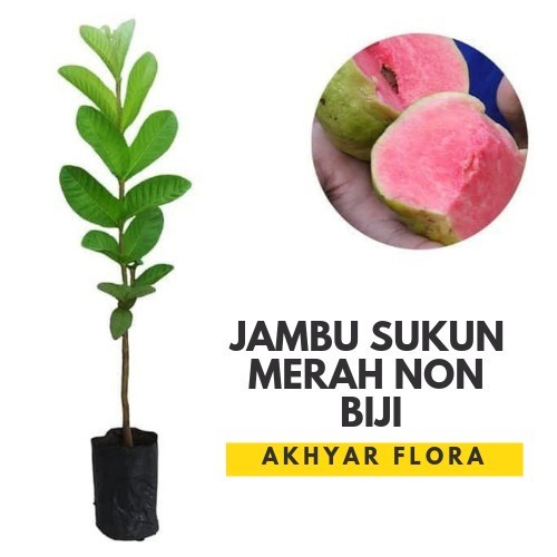 Jual Bibit Jambu Sukun Tanpa Biji Tanaman Buah Jambu Sukun Merah Non