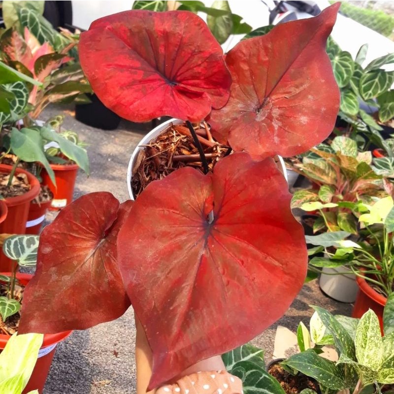 Jual Caladium Red Browniez/ bunga keladi / tanaman hias keladi murah ...
