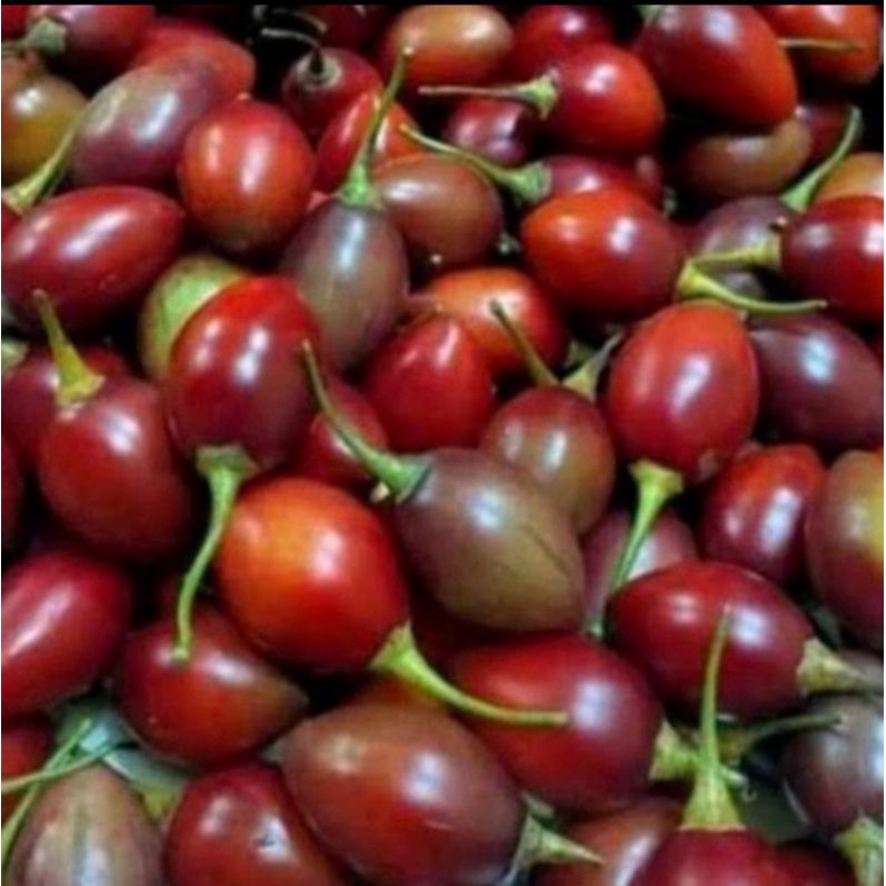 Jual Terong Belanda Tiung Merah fresh segar merah perkilo | Shopee ...