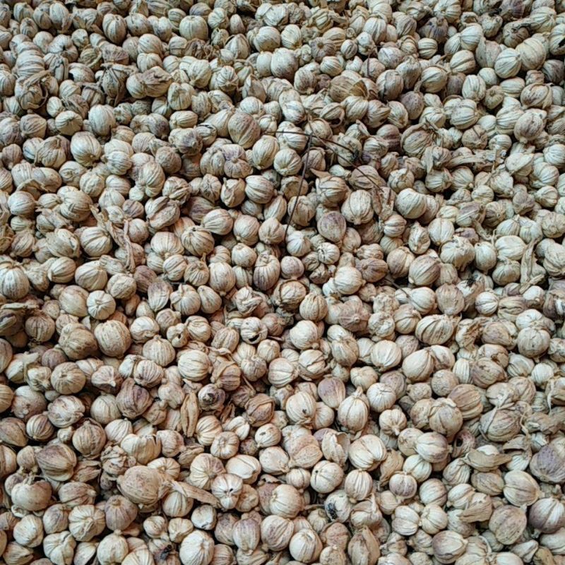 Jual Kapulaga kering / rempah rempah kapulaga @100gr | Shopee Indonesia