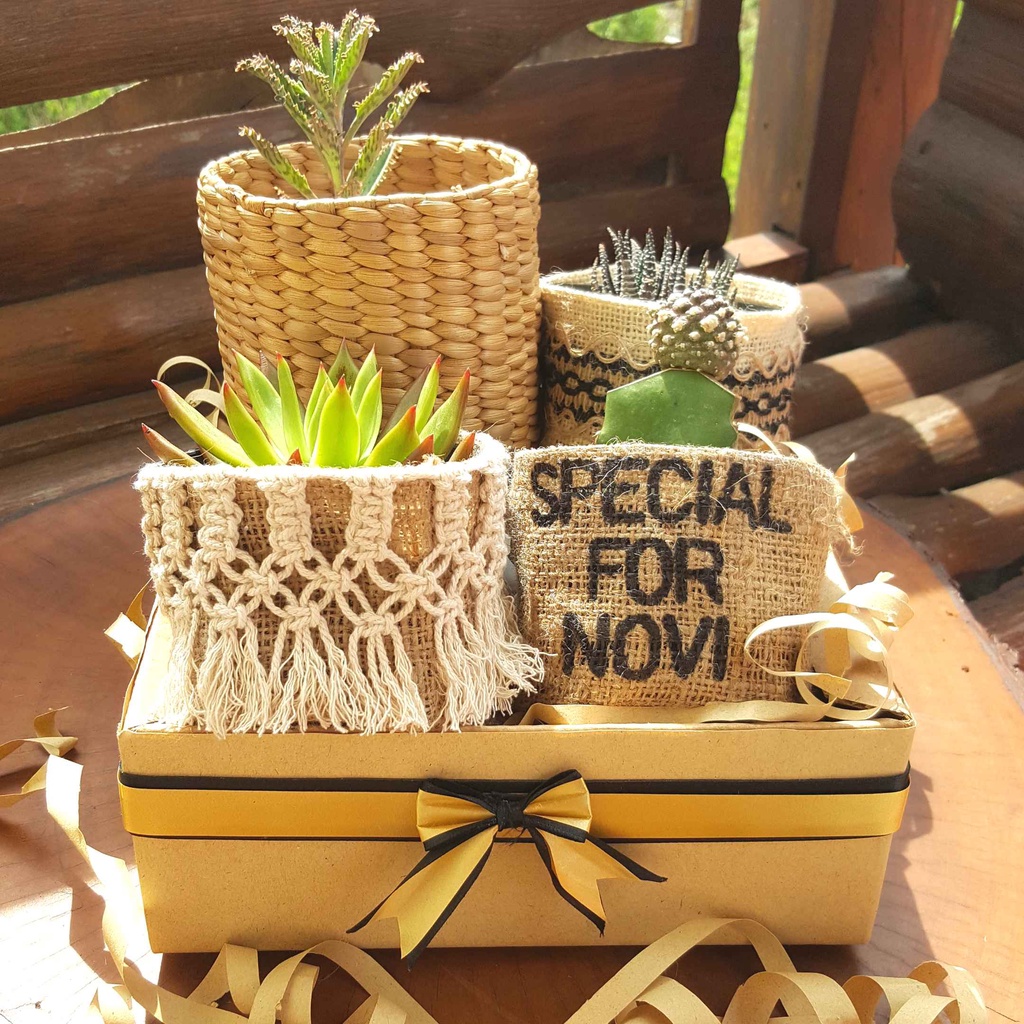 Hampers Premium Tanaman Hias Pengiriman Instan Sebagai Kado Pindah Rumah Hadiah Parcel