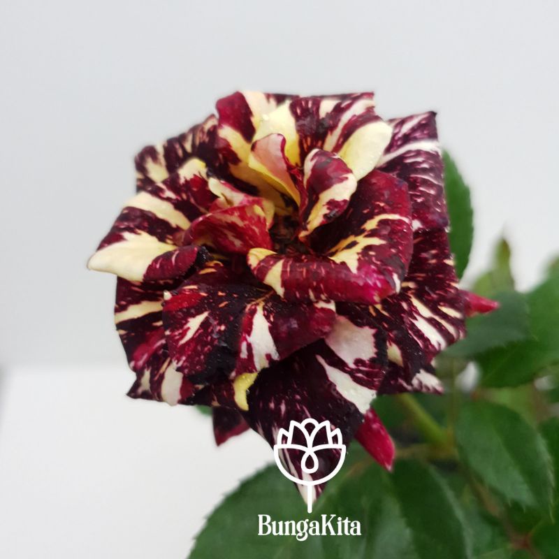 Produk BungaKita Bandung | Shopee Indonesia