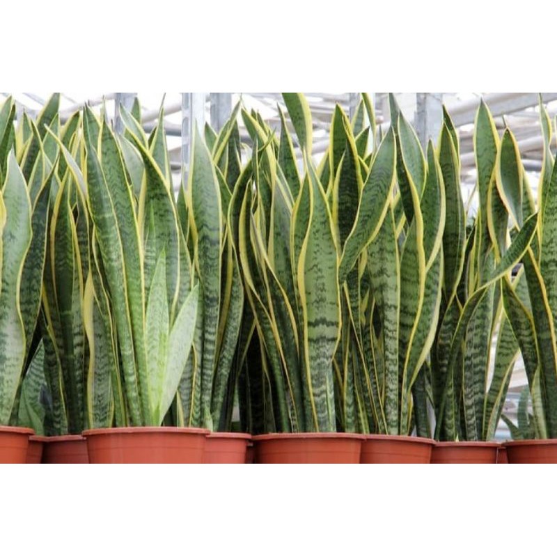 Jual Tanaman Sansevieria Trifasciata Atau Lidah Mertua Jenis Varigata ...