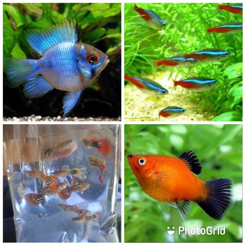 Jual Paketan Ikan Hias Aquascape Neon Tetra 10 Koral 10 Guppy 10