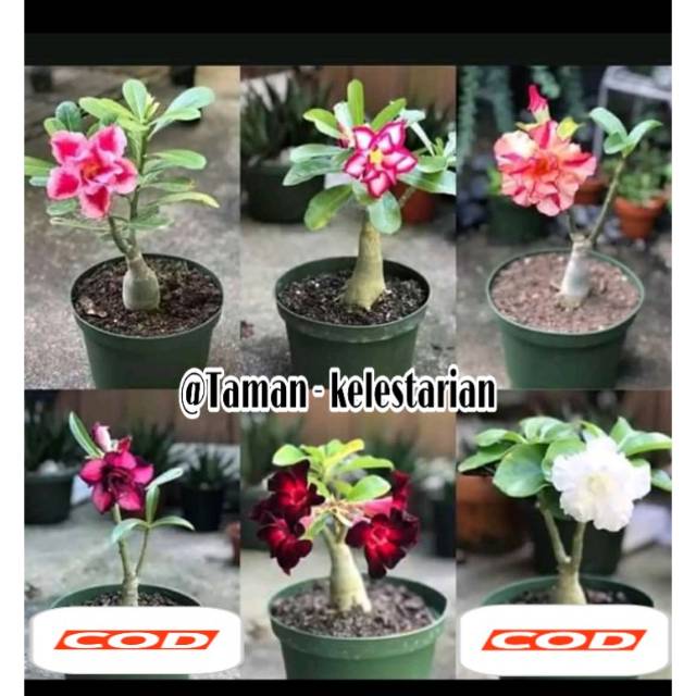 Jual 6 PAKET Bibit Tanaman Adenium Kamboja Tanaman Hias FA Shopee Indonesia