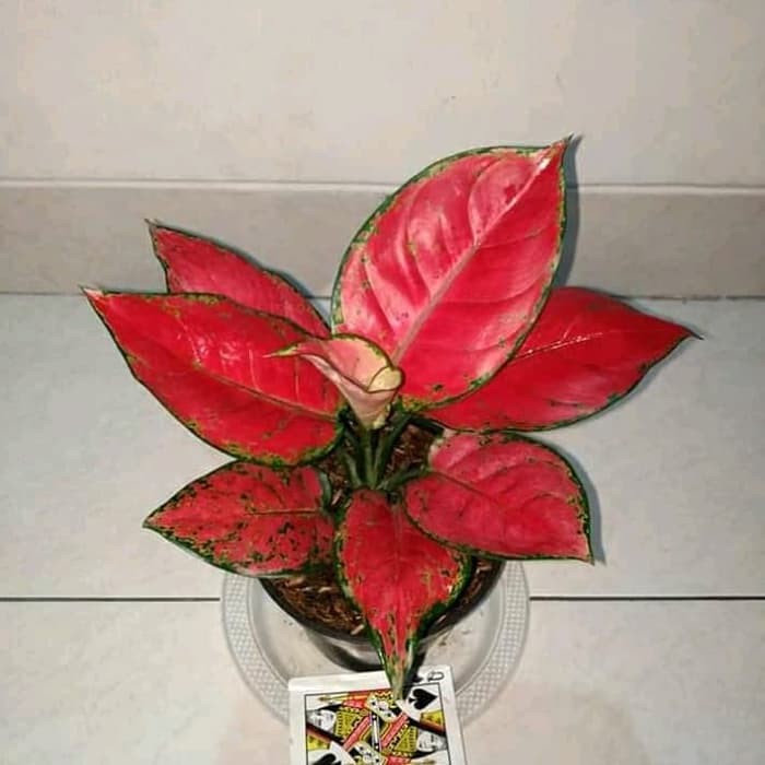 Jual tanaman hias aglonema red anjamani -aglonema red anja | Shopee ...