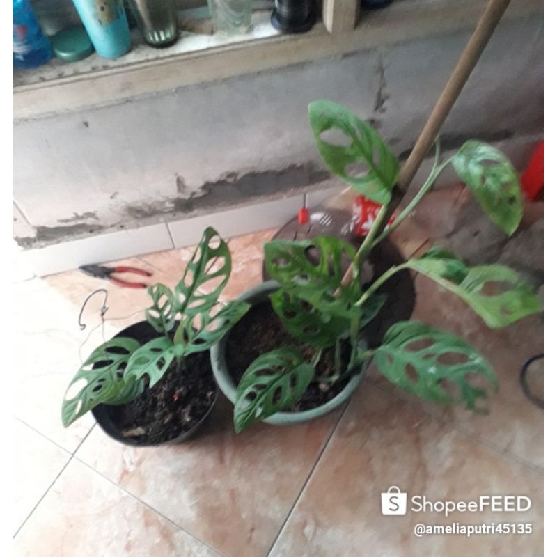 Jual tanaman hias randa bolong | Shopee Indonesia