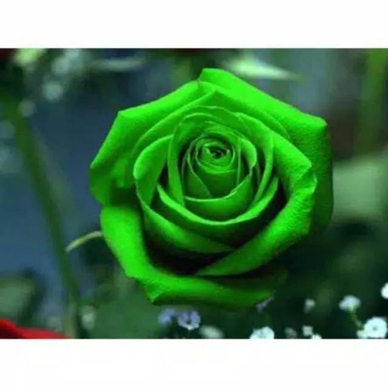 Jual Tanaman hias mawar bunga hijau | greenrose bunga mawar hidup | Shopee  Indonesia