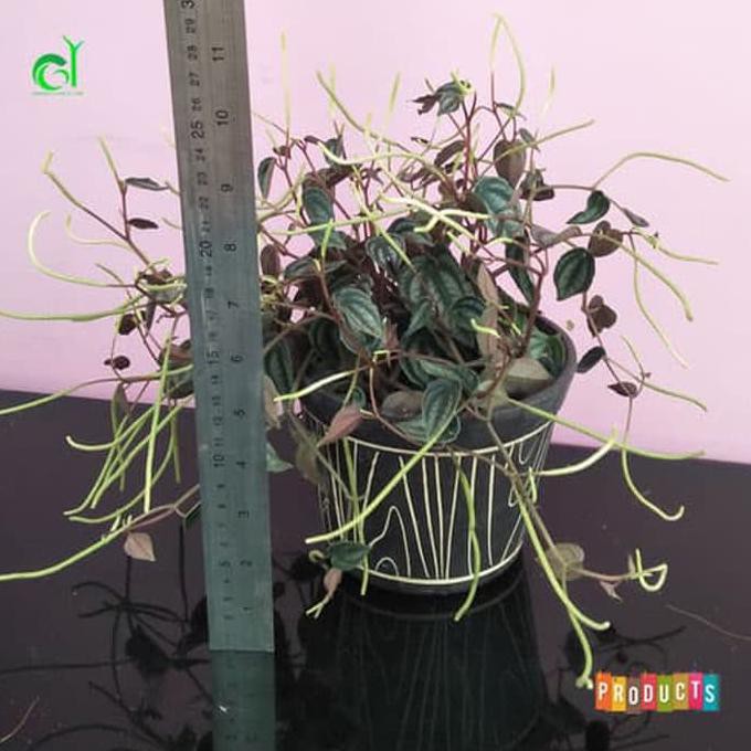 Jual Ini Tanaman Hias Peperomia Picolo Banda (Tanaman Langka) Special ...