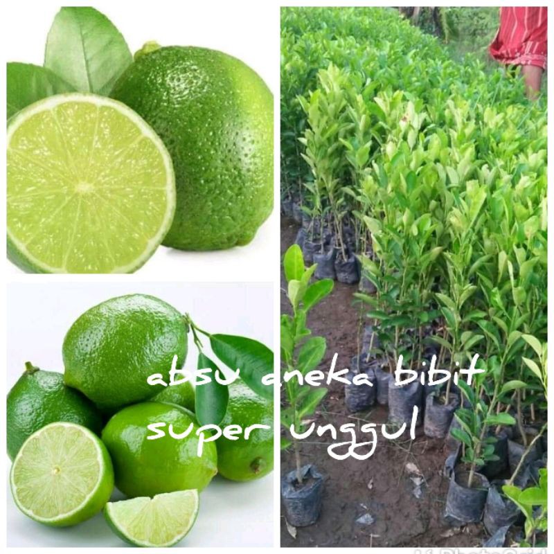 Jual Bibit Jeruk Nipis Super Murah Shopee Indonesia