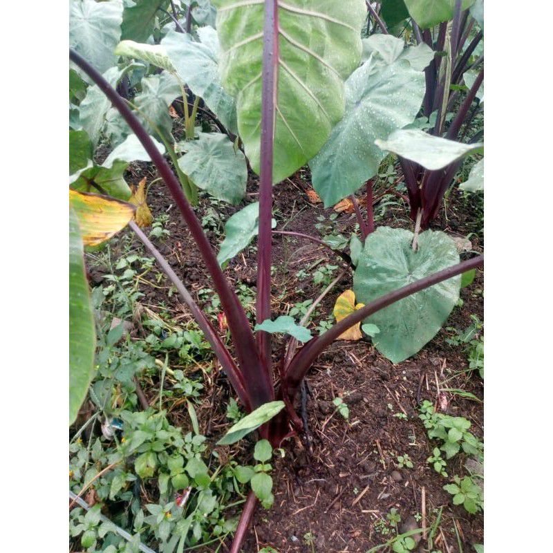 Jual bibit talas bogor paloma/talas ungu/talas jepang/tqlas merah.buah ...
