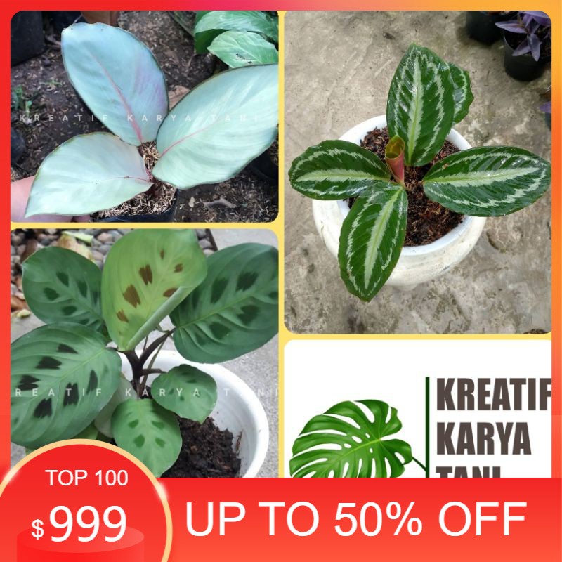 Jual Paket 3 jenis tanaman calathea silver plate, silver back, levenero ...