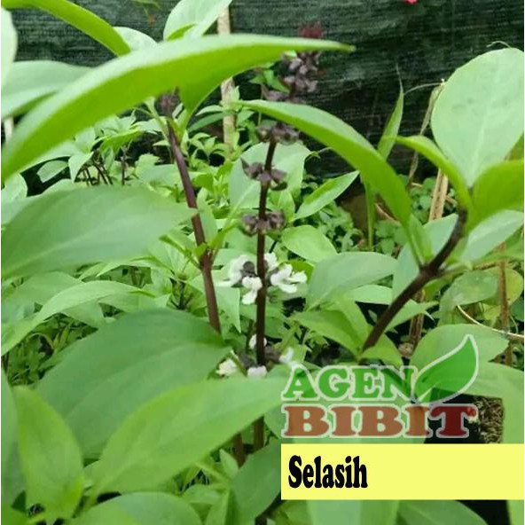 Jual Pusat Benih Tanaman Bibit Tanaman Selasih Daun Selasih Herbal