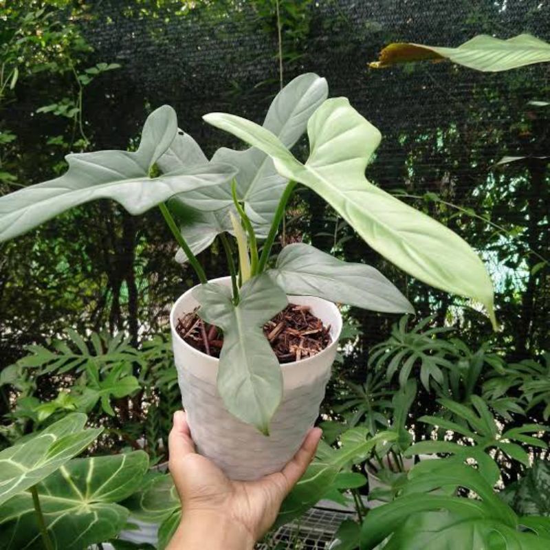 Jual Tanaman Hias Philodendron Violin - Philo violin silver | Shopee  Indonesia